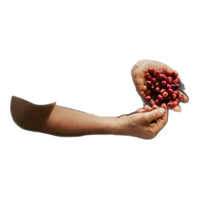 Spicecake, product image from the roaster