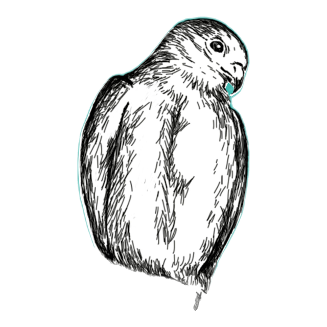 Pearl Kite, product image from the roaster