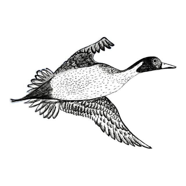 Pintail, product image from the roaster