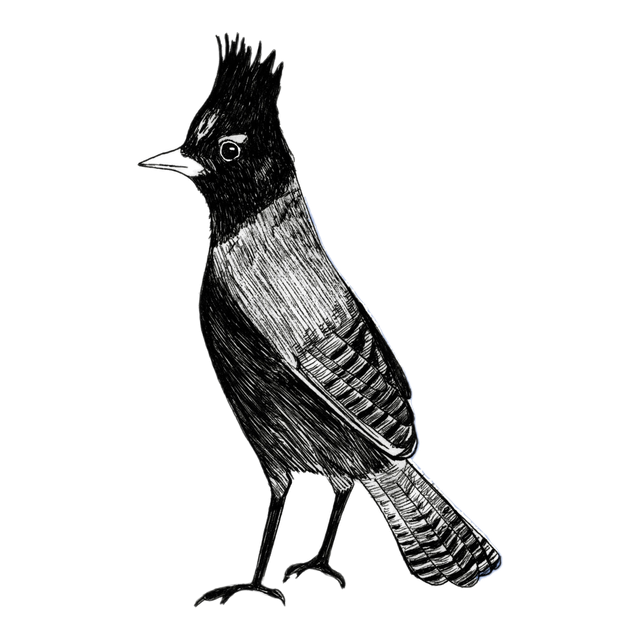 Steller's Jay, product image from the roaster