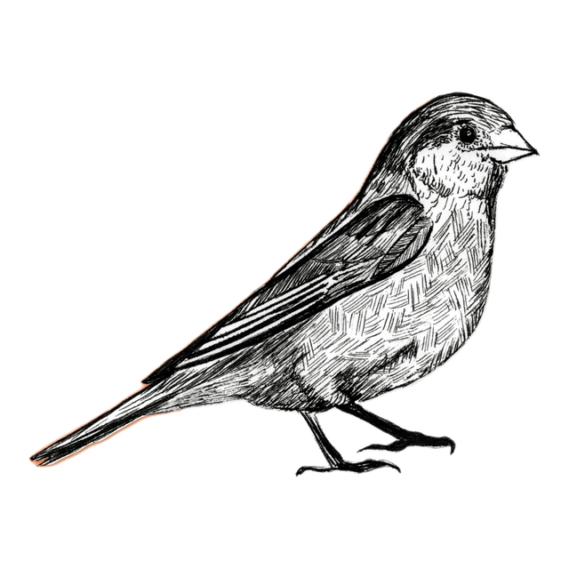 Fire Finch, product image from the roaster