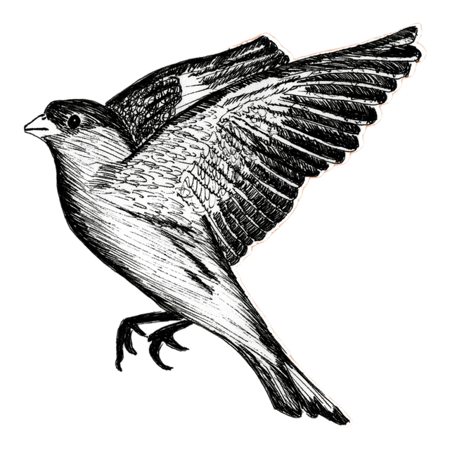 Goldfinch, product image from the roaster