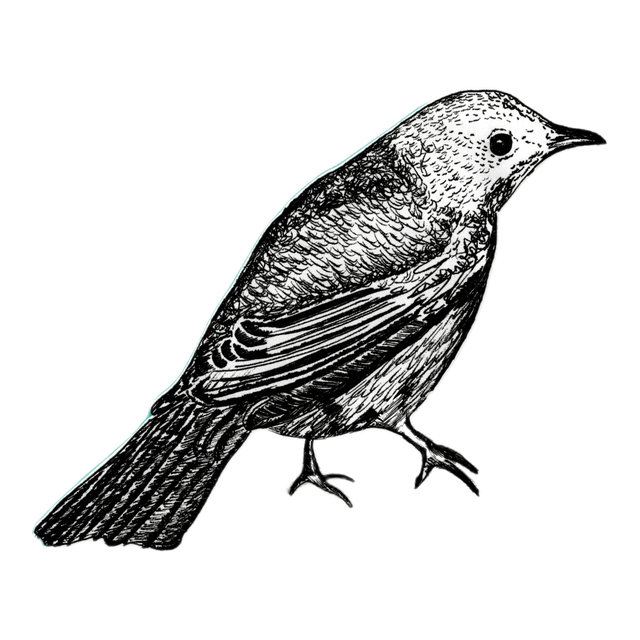Nightingale, product image from the roaster