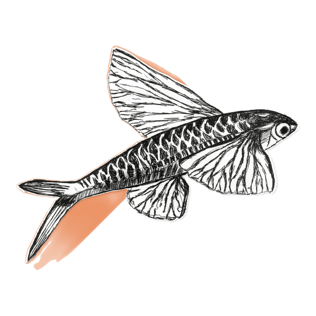 Pezcadito, product image from the roaster