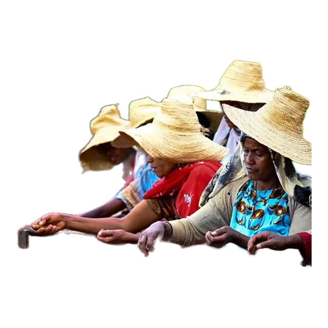 Telila Kecho Anderacha - Ethiopia, product image from the roaster