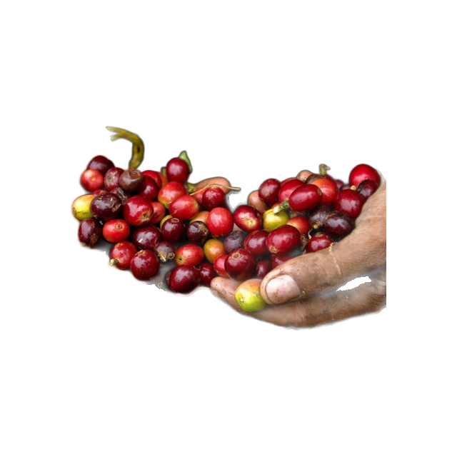 Costa Rica SHB, product image from the roaster