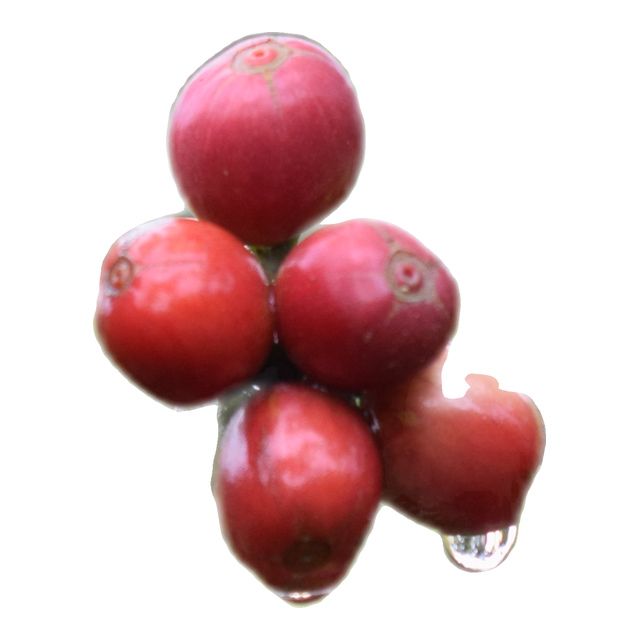 Colombia Finca Las Brisas Ombligon, product image from the roaster