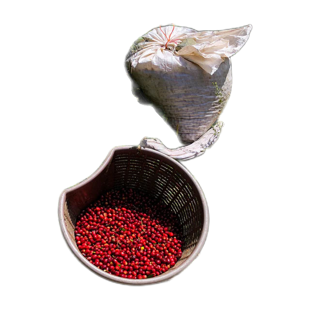 Panama Geisha Hacienda La Esmeralda (Private Collection), product image from the roaster