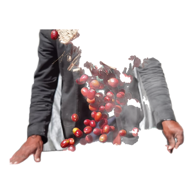 Yemen Harazi, product image from the roaster
