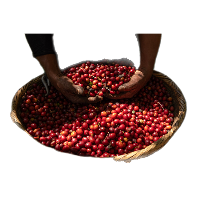 Finca Malacara A, product image from the roaster