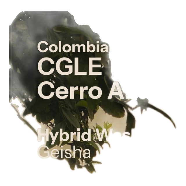 Cerro Azul - Hybrid Washed Geisha - Cafe Granja La Esperanza (Colombia), product image from the roaster