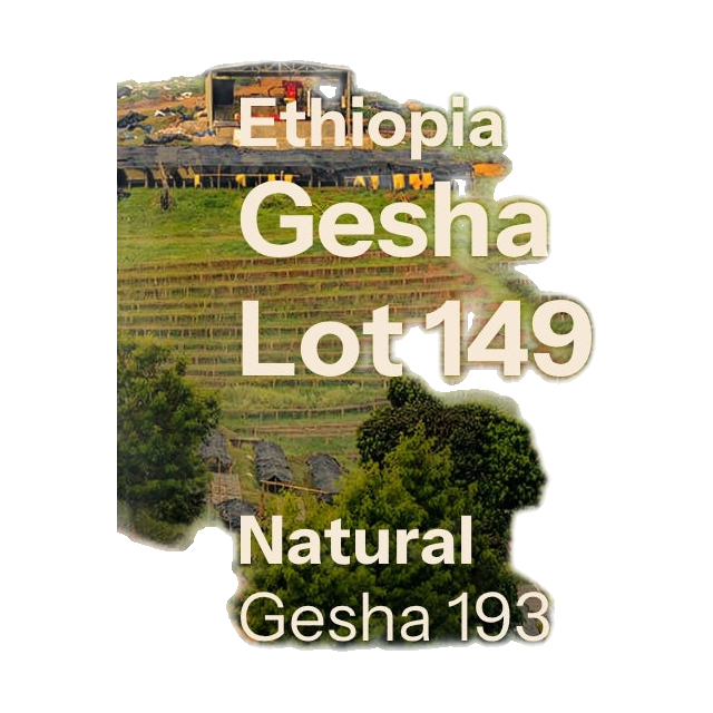 Gesha Village - Oma Lot 149 - Natural Gesha 1931 (Ethiopia), product image from the roaster