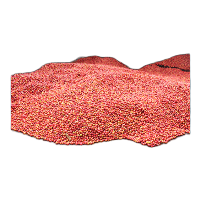 Kenya | Kiambu | Spikes Estate, product image from the roaster