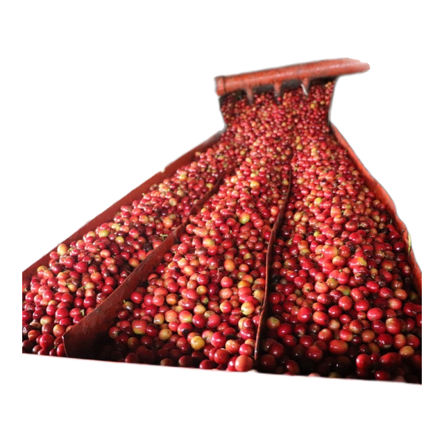 Kagumo AA, Kenya, product image from the roaster