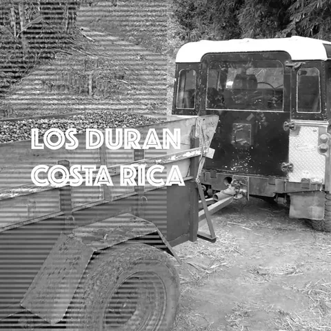 Costa Rica Los Duran Black Honey, product image from the roaster