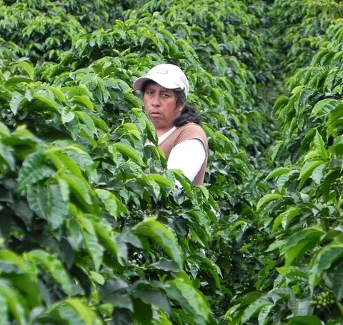 Colombia, Catalina Vasquez, Finca La Secreta, Bolivar, Antioquia, product image from the roaster
