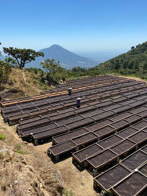 El Salvador, Baraona family, Los Pirineos, Berlin, Usulutan, product image from the roaster