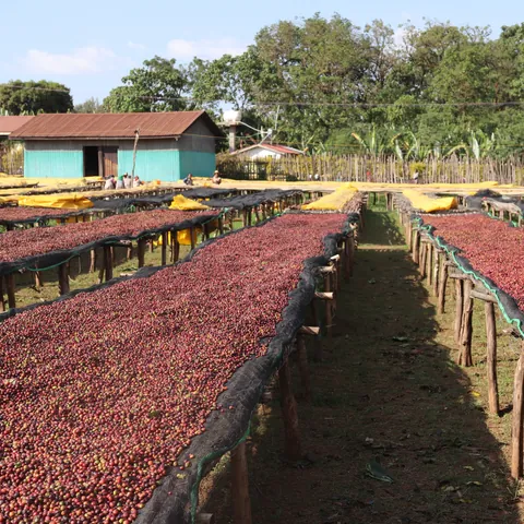 Ethiopia Banko Gotiti Double Fermentation, product image from the roaster