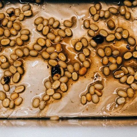 Mexico La Perla Honey Process, product image from the roaster