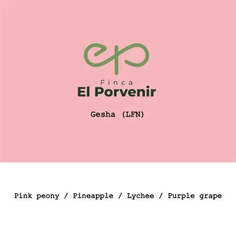 Colombia El Porvenir Geisha Light fermentation natural, product image from the roaster