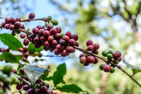 Guatemala Zacapa, product image from the roaster