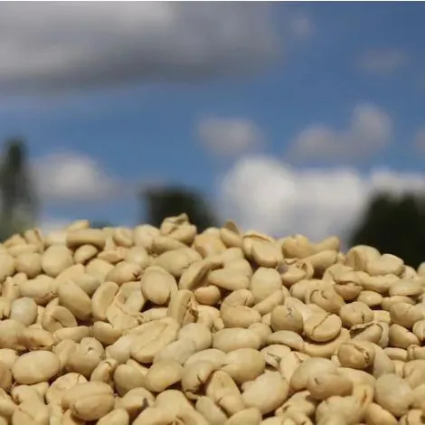 Kenya AA Kiamugumo Fully Washed, product image from the roaster