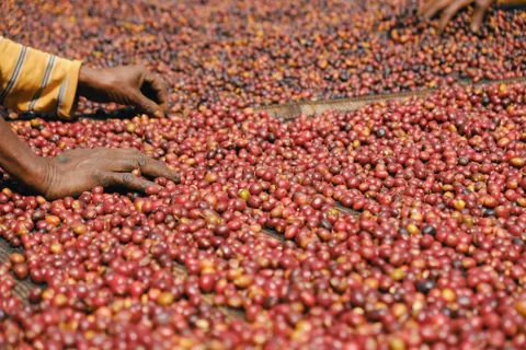 Decaf Microlot: Rwanda Nyamasheke Natural, product image from the roaster