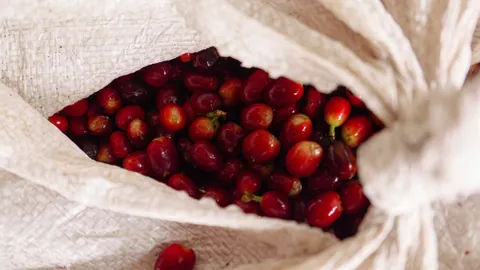 Elida Estate Vuelta Centro Geisha Dark Room Dried Washed, product image from the roaster