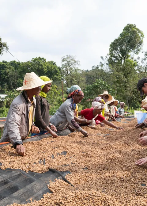 Ethiopia Abana Estate Anderacha Washed G1, product image from the roaster