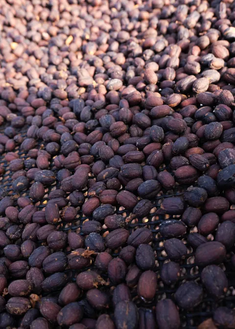 Panama Agricola Geisha Natural, product image from the roaster
