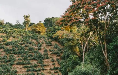Finca Waliki, product image from the roaster