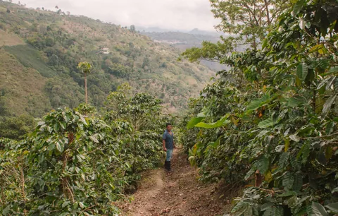 Finca El Guamal, product image from the roaster