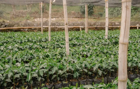 Finca Malacara A-Tablón 5, product image from the roaster