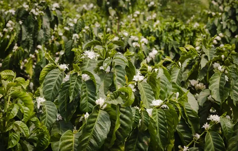 Finca Santa Catalina, product image from the roaster