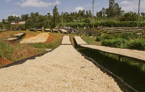 Kii, product image from the roaster