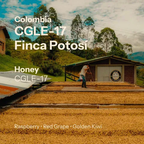 Finca Potosí - CGLE17 Honey - Cafe Granja La Esperanza (Colombia), product image from the roaster