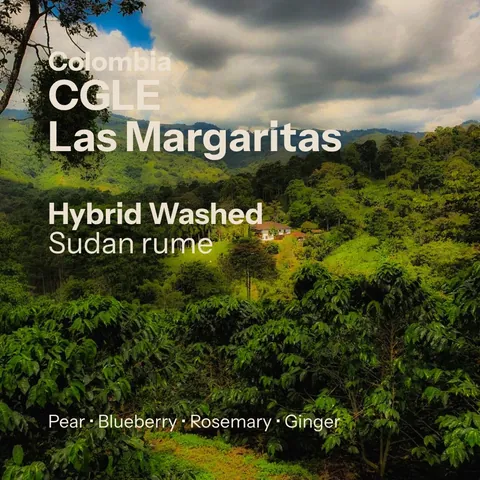 Las Margaritas - Sudan Rume - Cafe Granja La Esperanza (Colombia), product image from the roaster