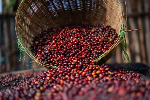 Ethiopia Lalesa Natural, product image from the roaster