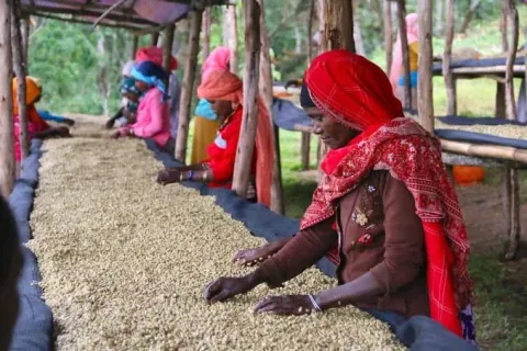 Abyssinia - Natural, product image from the roaster
