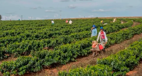 Daterra - Low caf pulped natural, product image from the roaster