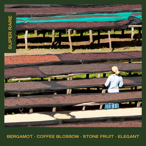Ethiopia | Bench Maji | Gesha Village, product image from the roaster
