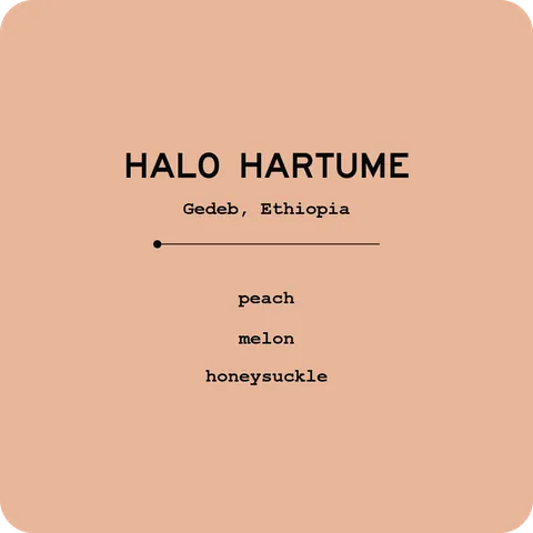 Halo Hartume - Ethiopia, product image from the roaster