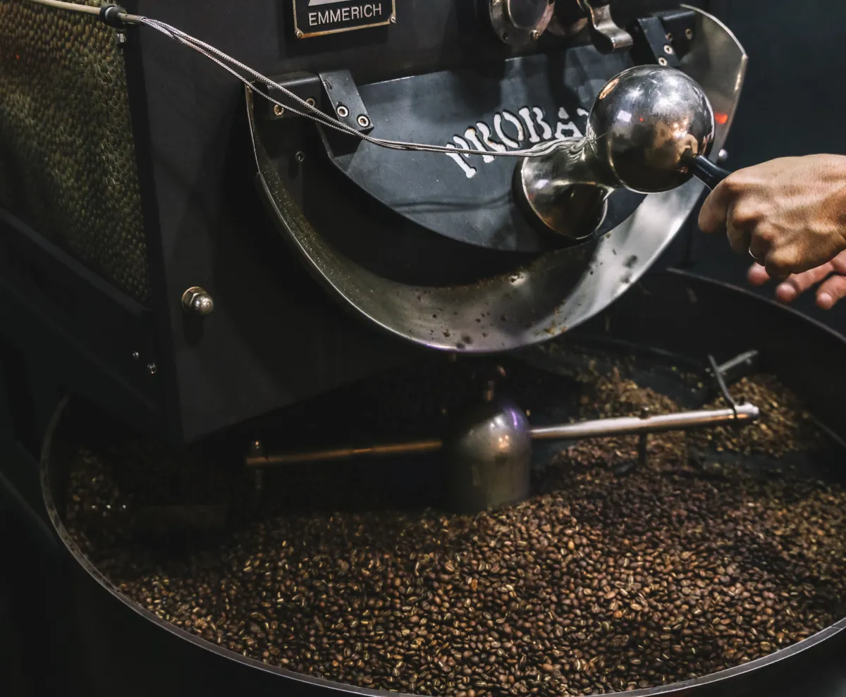 Beans cooling in the tray of the Probat roaster at Flat Track Coffee