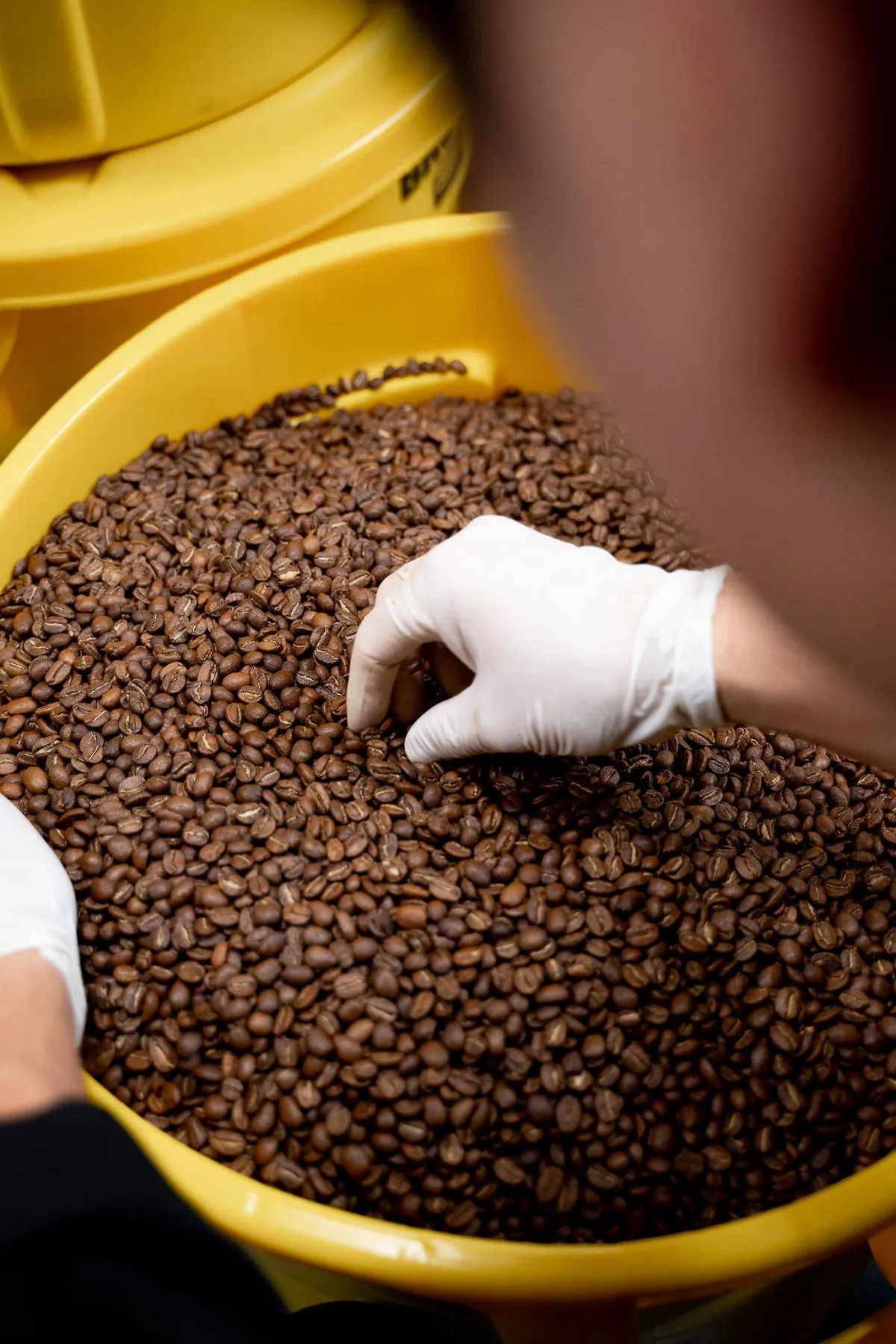 A gloved hand picks through a yellow tub of roasted coffee beans at Loquat