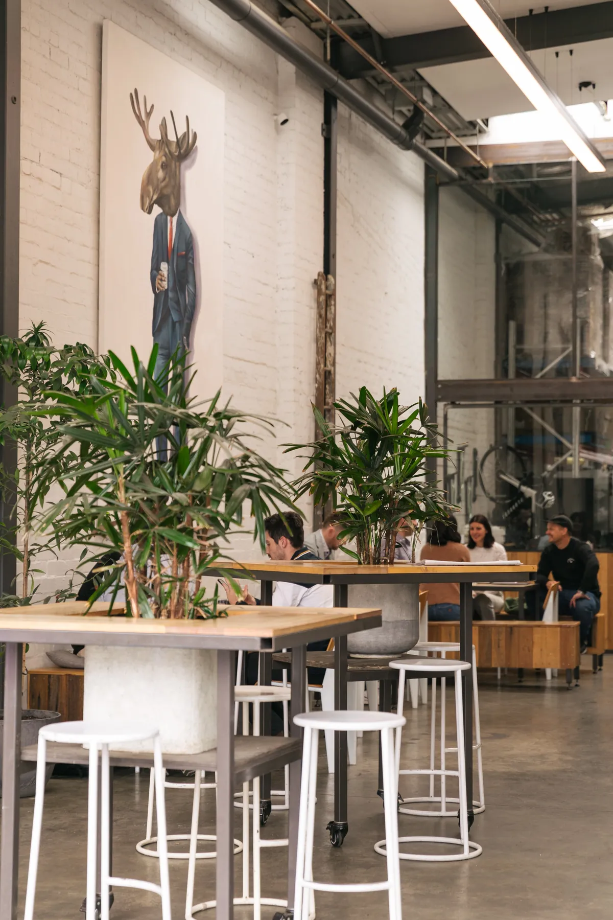The white-brick room at Maker Coffee in Richmond, with timber high tables, potted palms and a painting of a stag in a suit on the wall